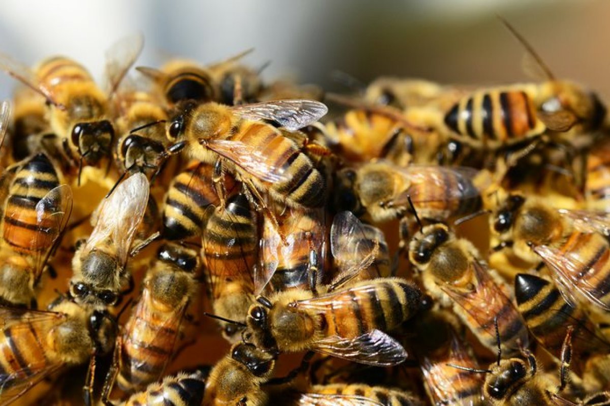 Cão morre após ser atacado por um enxame de abelhas