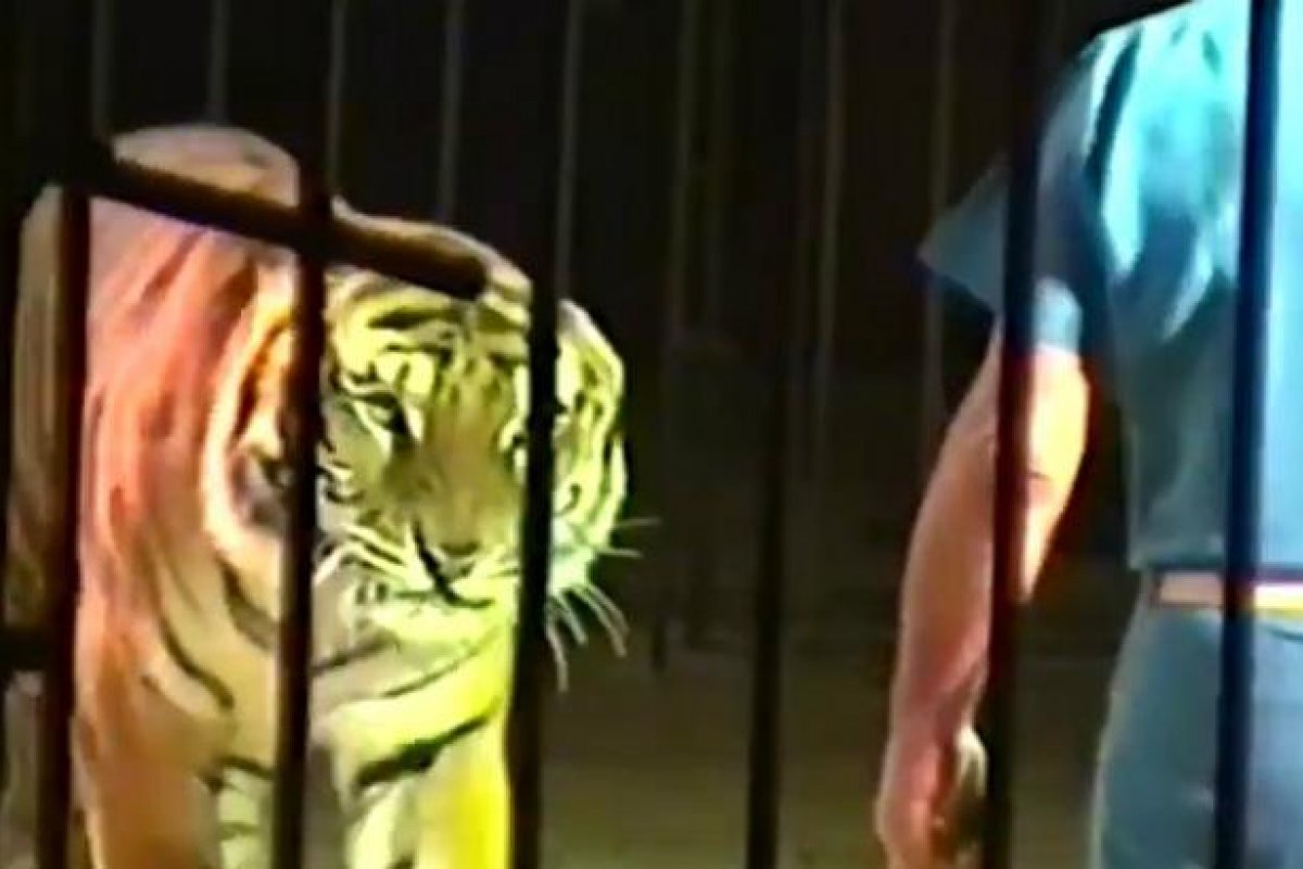 Tigres atacam e matam domador em circo