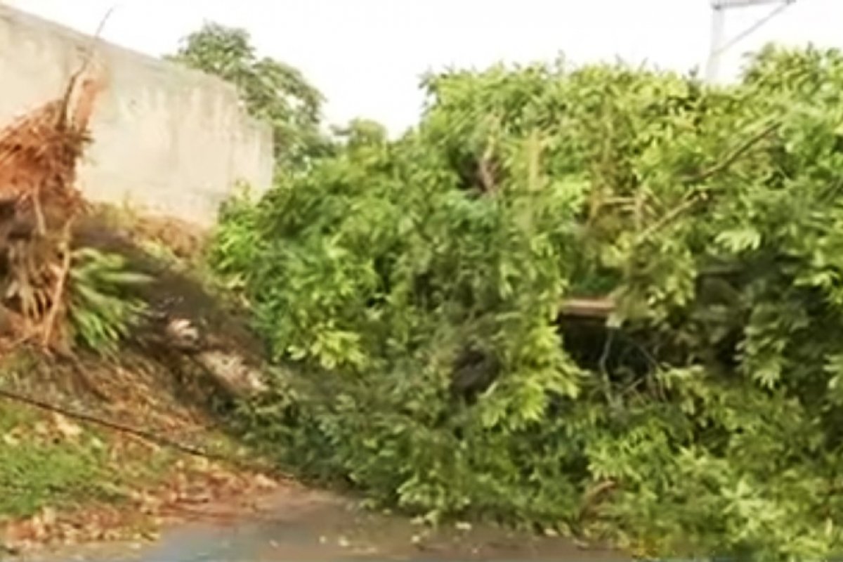 Árvore desaba em Paripe, atinge poste e deixa rua interditada