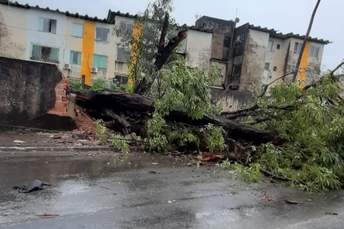 Quedas de árvores provocam interdições em regiões de Salvador nesta quinta (21)