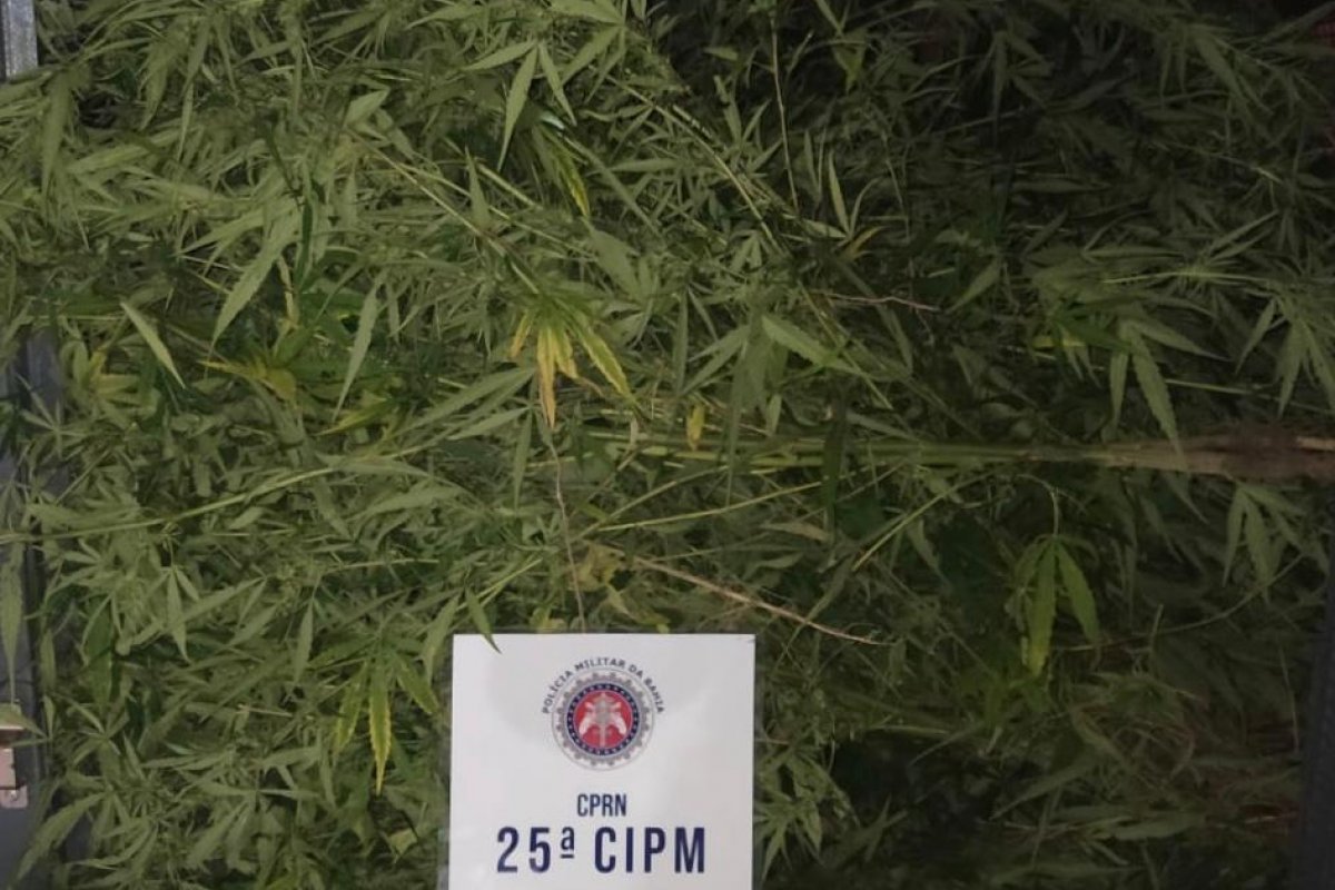 Mais de mil pés de maconha são localizados pela polícia no norte da Bahia