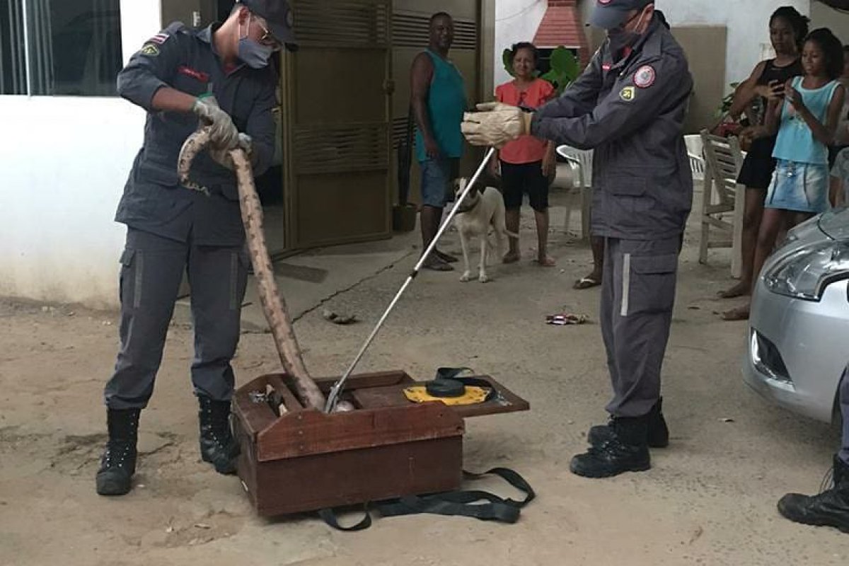 Jiboia aparece em residência e é resgatada por bombeiros