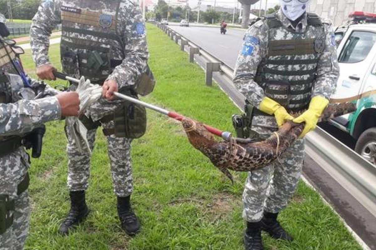 Jacaré com quase dois de comprimento é encontrado na Av. Paralela, em Salvador