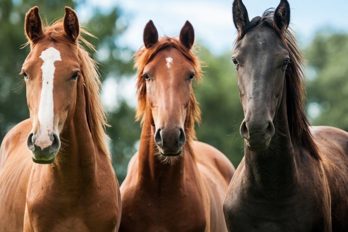 Plasma com anticorpos de cavalos pode ajudar a combater Covid-19
