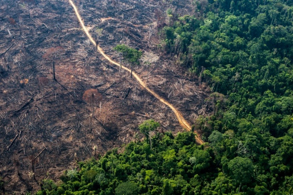 Relatório aponta que 99% dos desmatamentos no Brasil foram ilegais em 2019