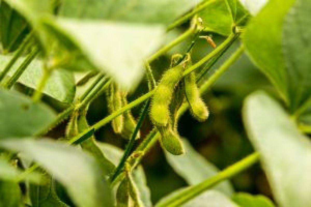 Mais de 70% das amostras coletadas em lavouras de soja no oeste são positivas à ferrugem asiática