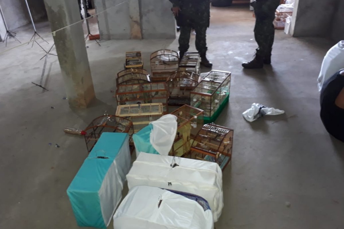 21 pessoas são presas em torneio ilegal de canto de pássaros