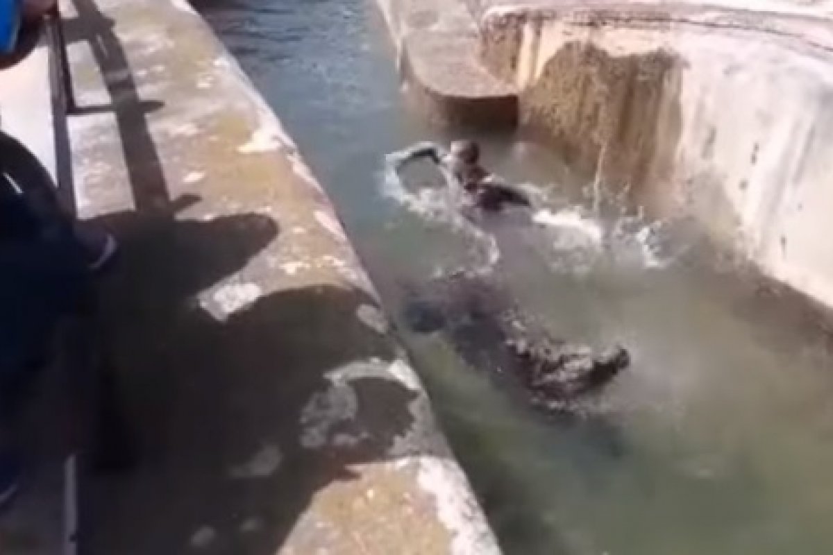 Homem é preso após pular na jaula de um urso sem o uso da máscara de proteção e agredir o animal