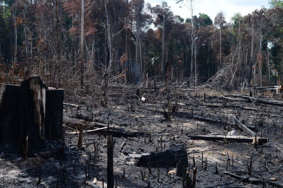 Relatório aponta que Amazônia perdeu, em média, 2,1 mil hectares de floresta por dia em 2019