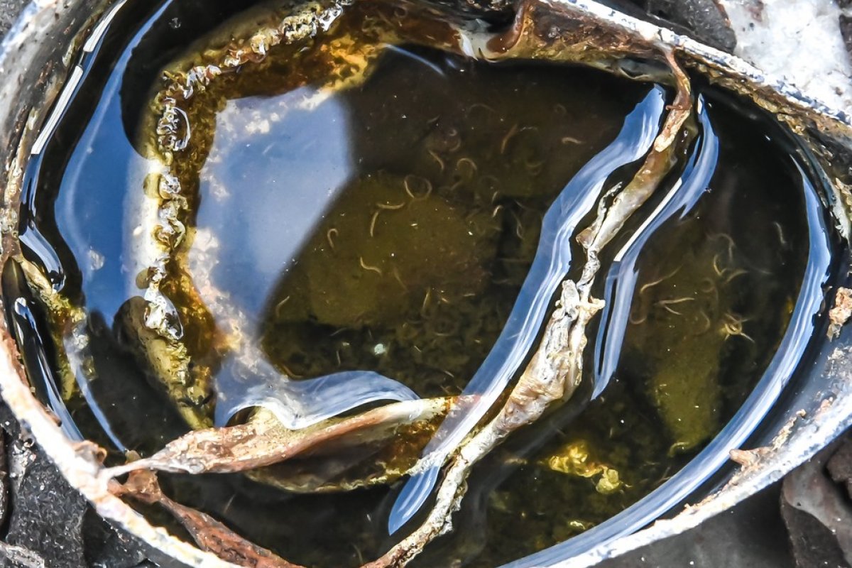 Vitória da Conquista registra mais de 3 mil casos suspeitos de dengue