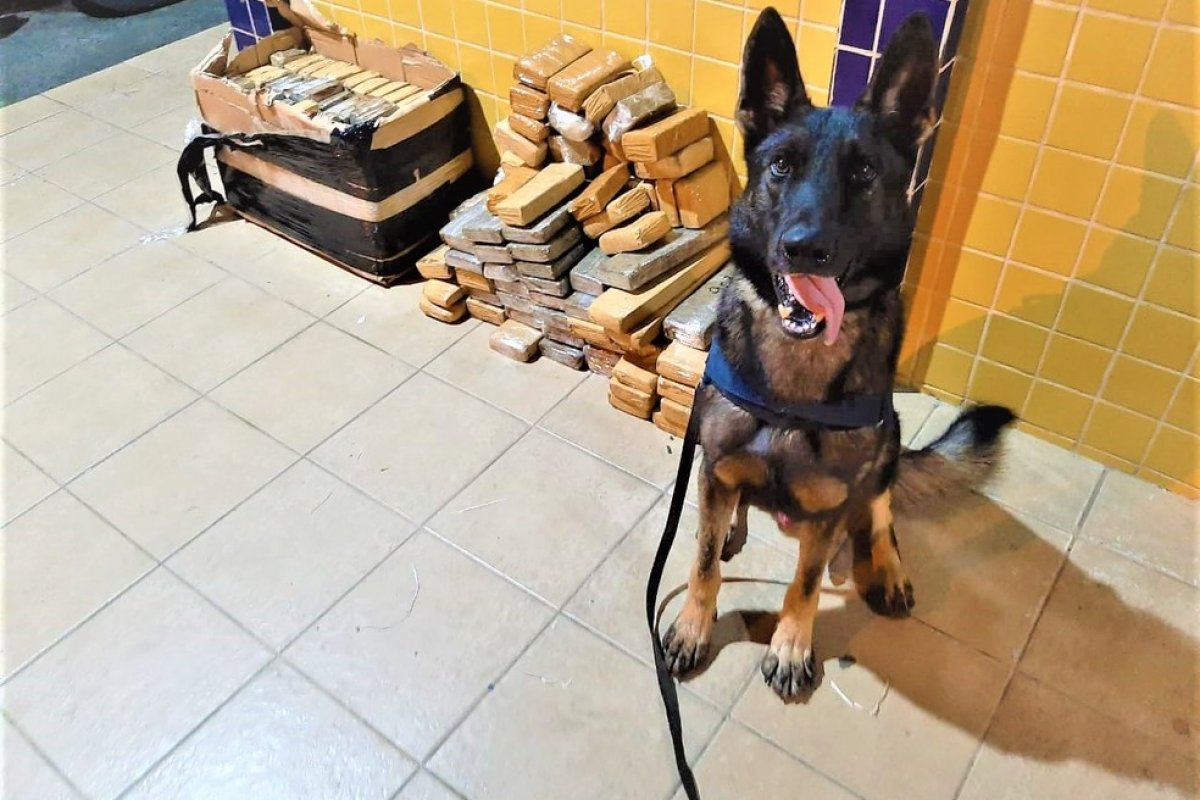 Cão farejador encontra mais de 100 quilos de maconha em ônibus de turismo em rodovia da Bahia