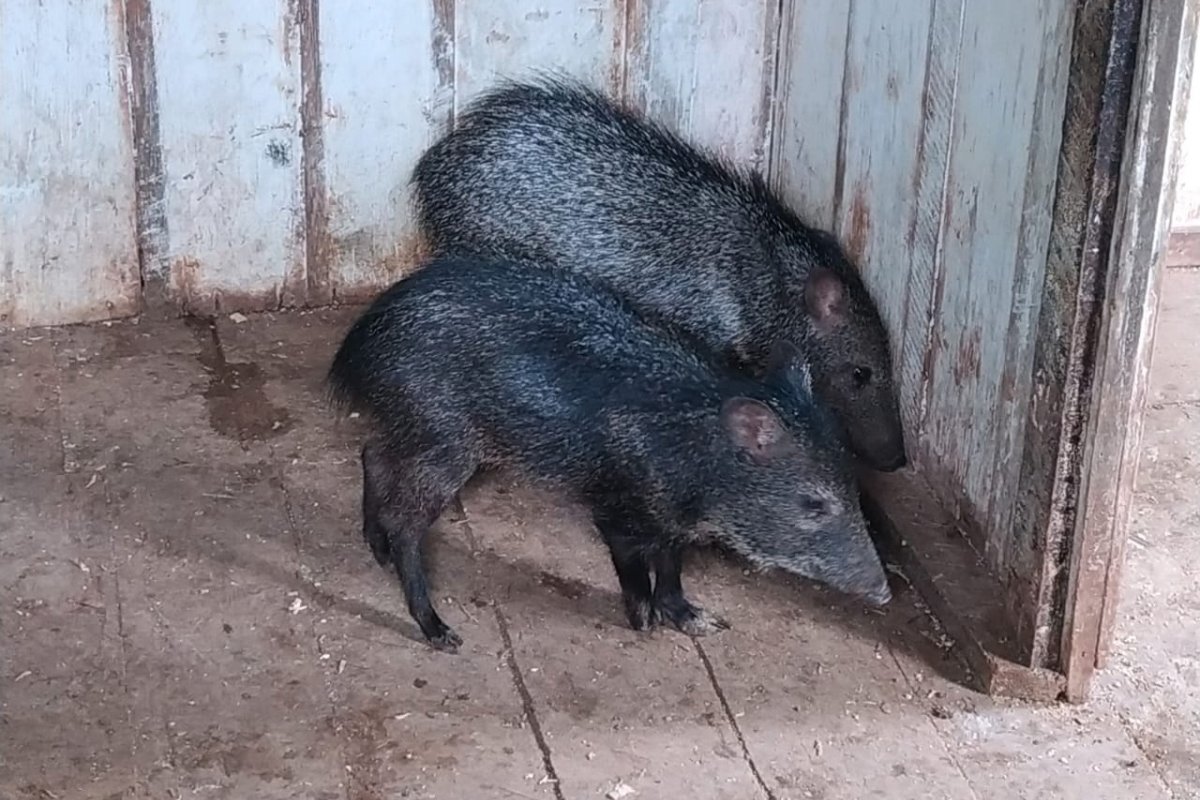 Porcos do Mato e aves silvestres são resgatados de cativeiro
