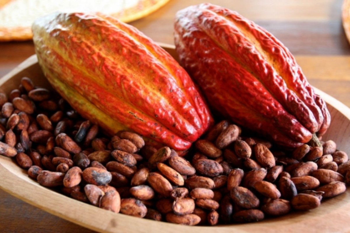 Consultoras internacionais ministram curso de produção do chocolate no Sul da Bahia