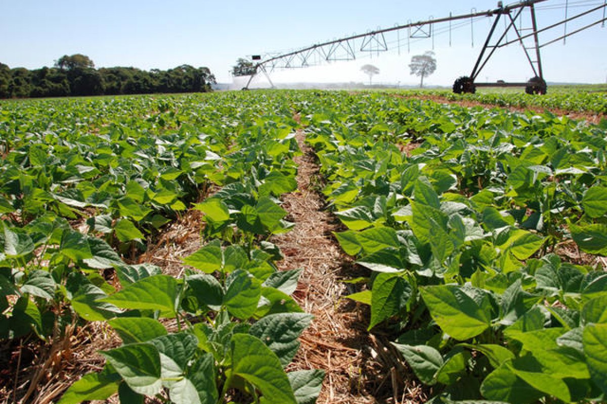 Com receita alcançando altas cifras, agronegócio aumentará participação no PIB do País