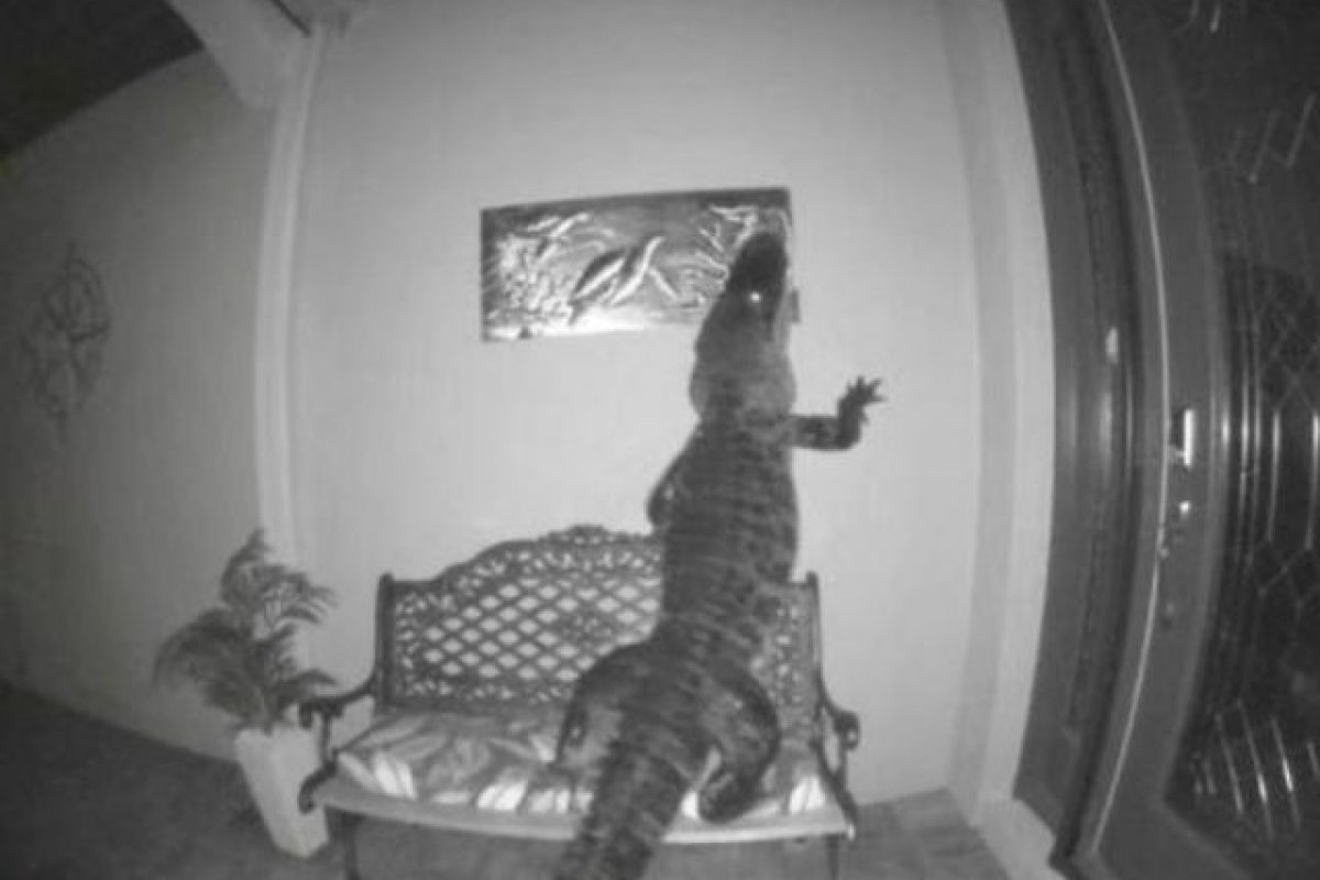 Jacaré gigante causa susto em moradores de uma casa nos EUA