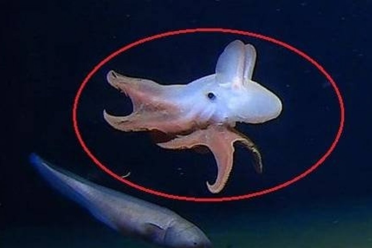 Pesquisadores localizam espécie rara de "polvo Dumbo" no oceano Índico