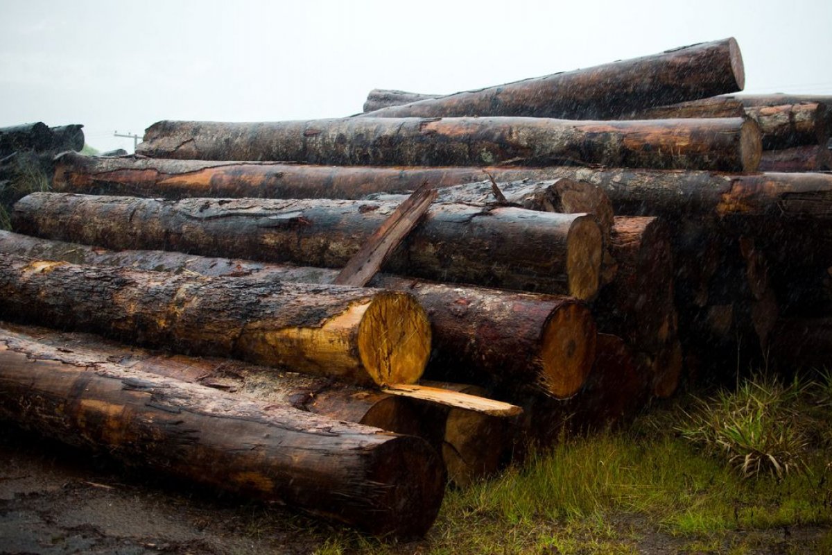 Polícias do Amazonas realizam operação contra desmatamento e comércio ilegal de madeira