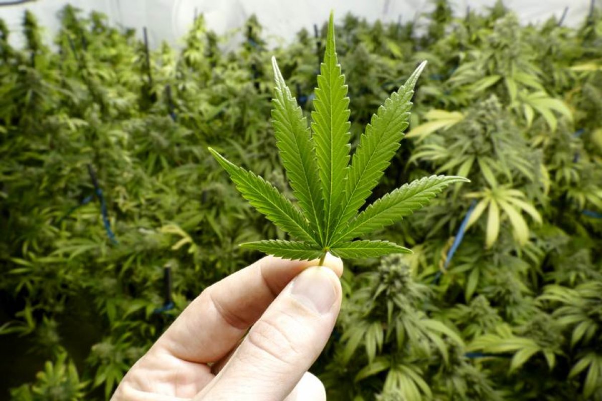 Senado discute liberação de cultivo de maconha para fins medicinais