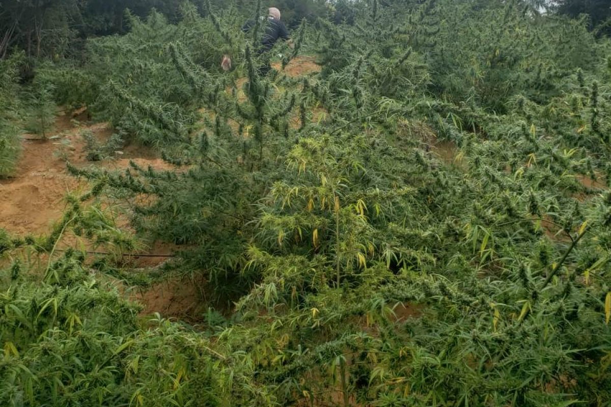 Homem é preso por posse de 250 mil pés de maconha