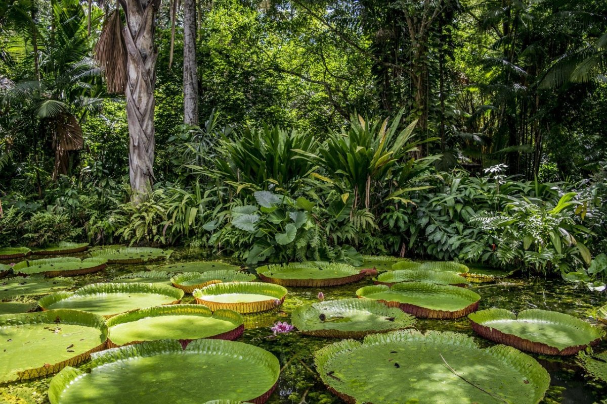Mais floresta, mais benefícios