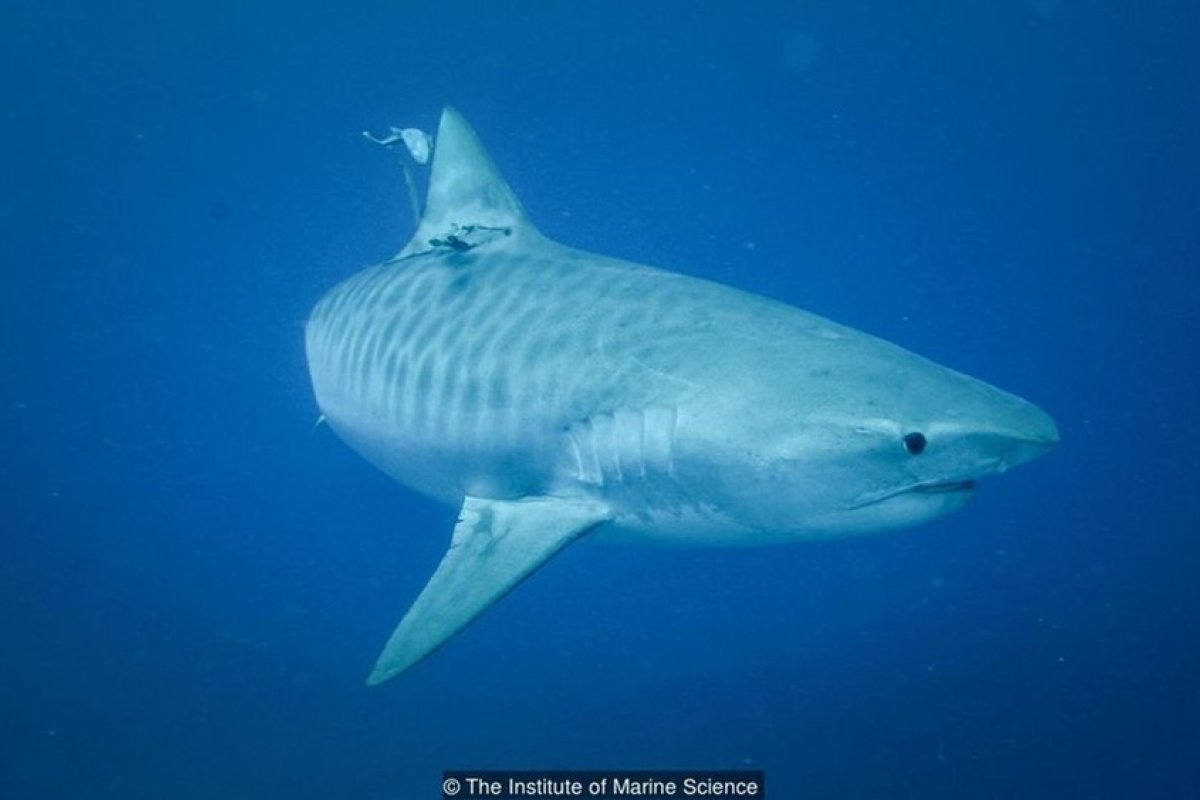 Surfista morre após ser atacado por tubarão na costa leste da Austrália