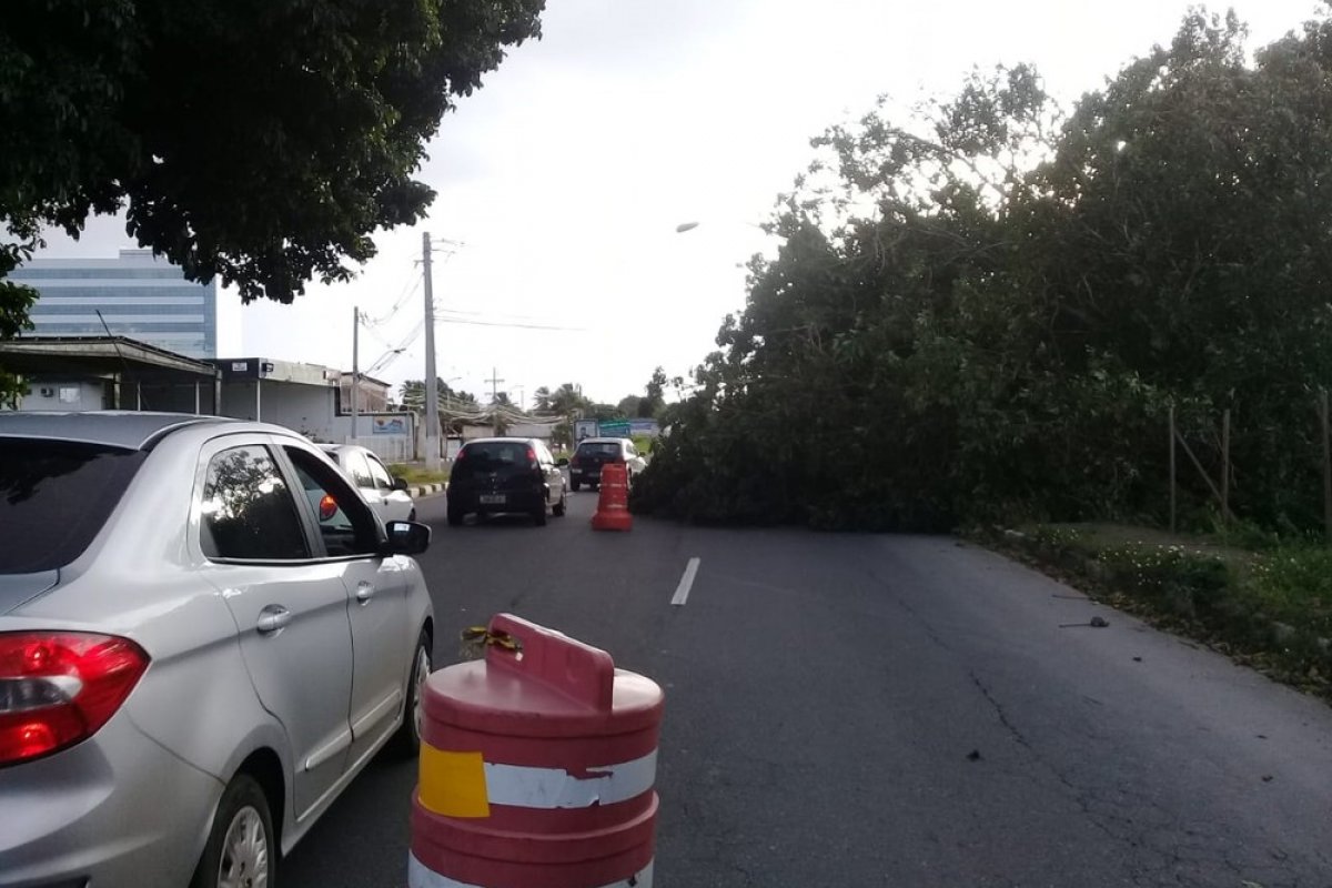 Queda de parte de árvore interdita via de Lauro de Freitas