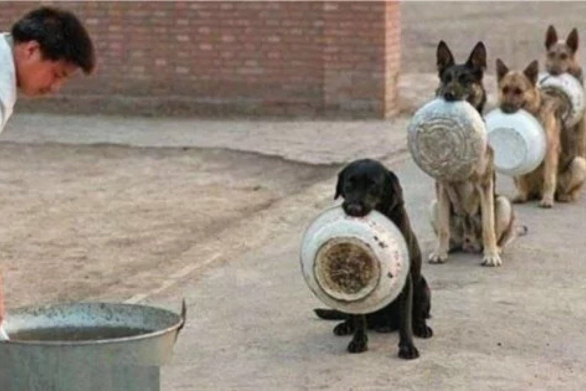 Cães esperam em fila para serem alimentados, veja imagem