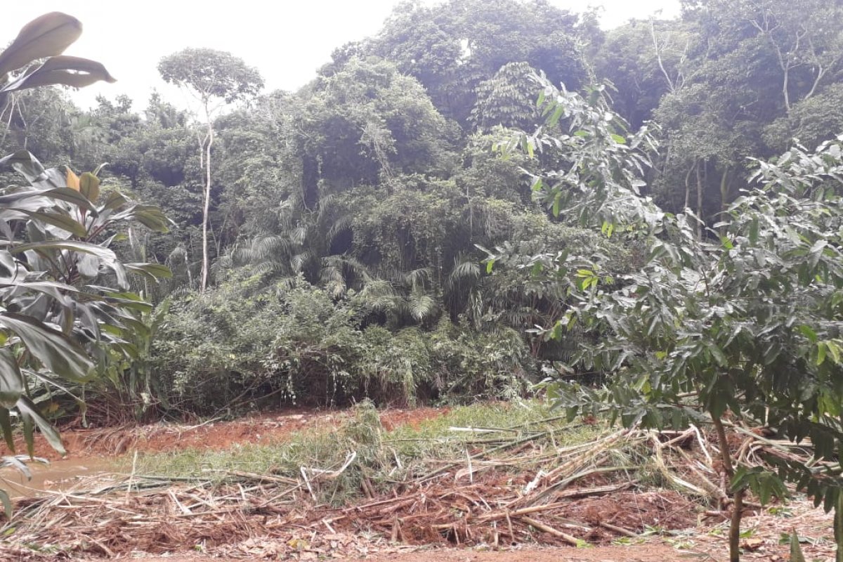 Moradores denunciam derrubada de árvores em atividade da prefeitura para limpeza de canal