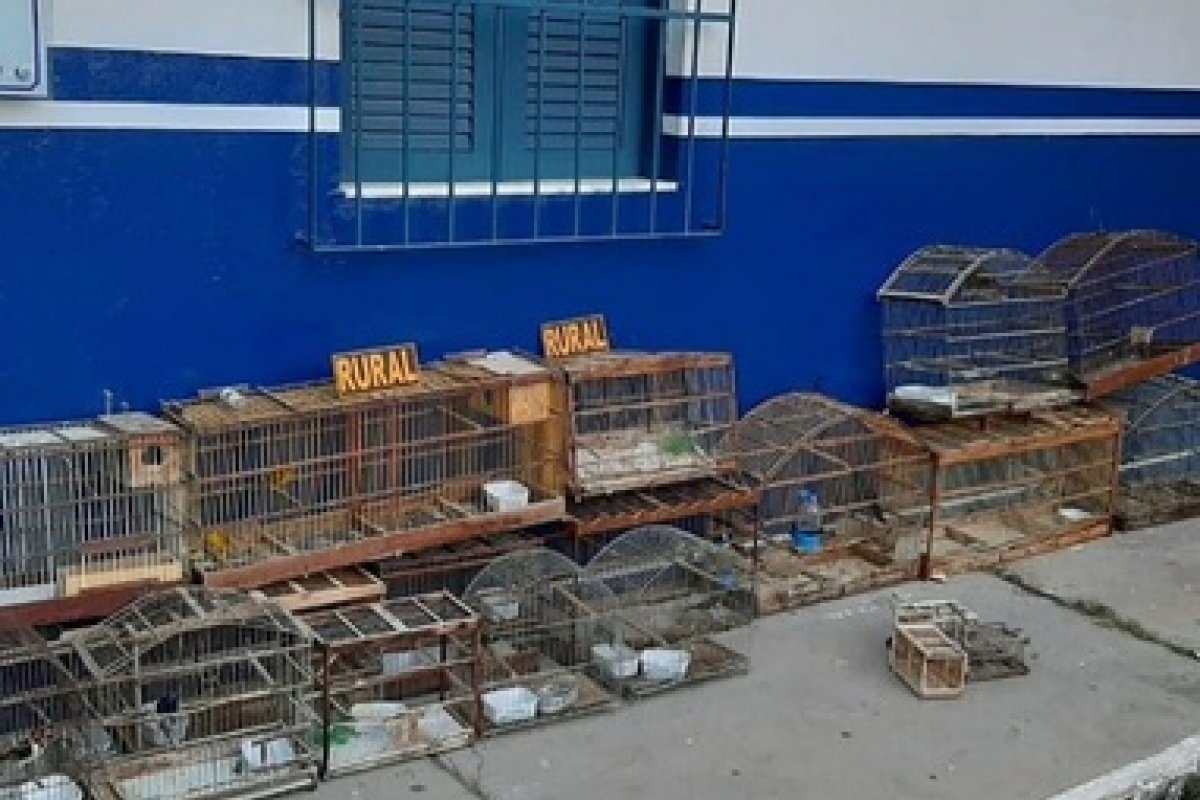PM resgata pássaros silvestres em cativeiros na Bahia