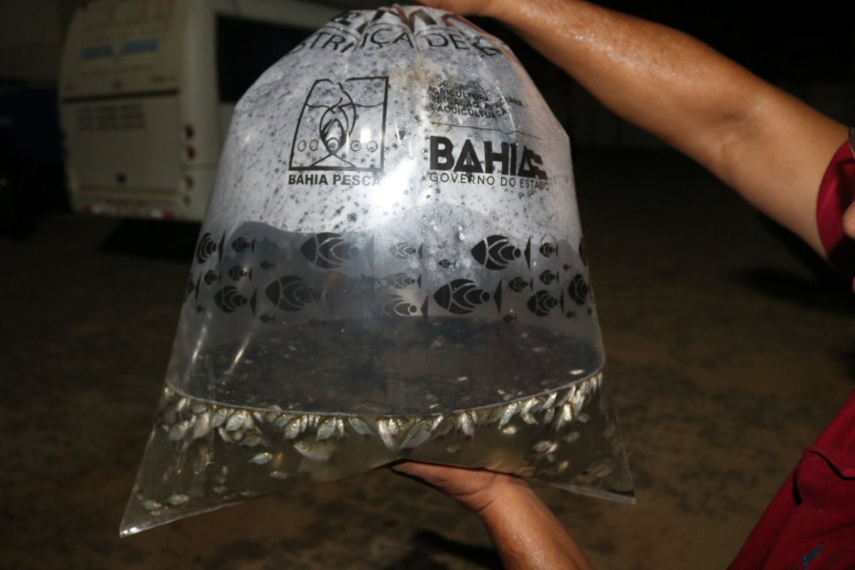 Produção de peixes da Bahia Pesca registra aumento de 40% durante a pandemia
