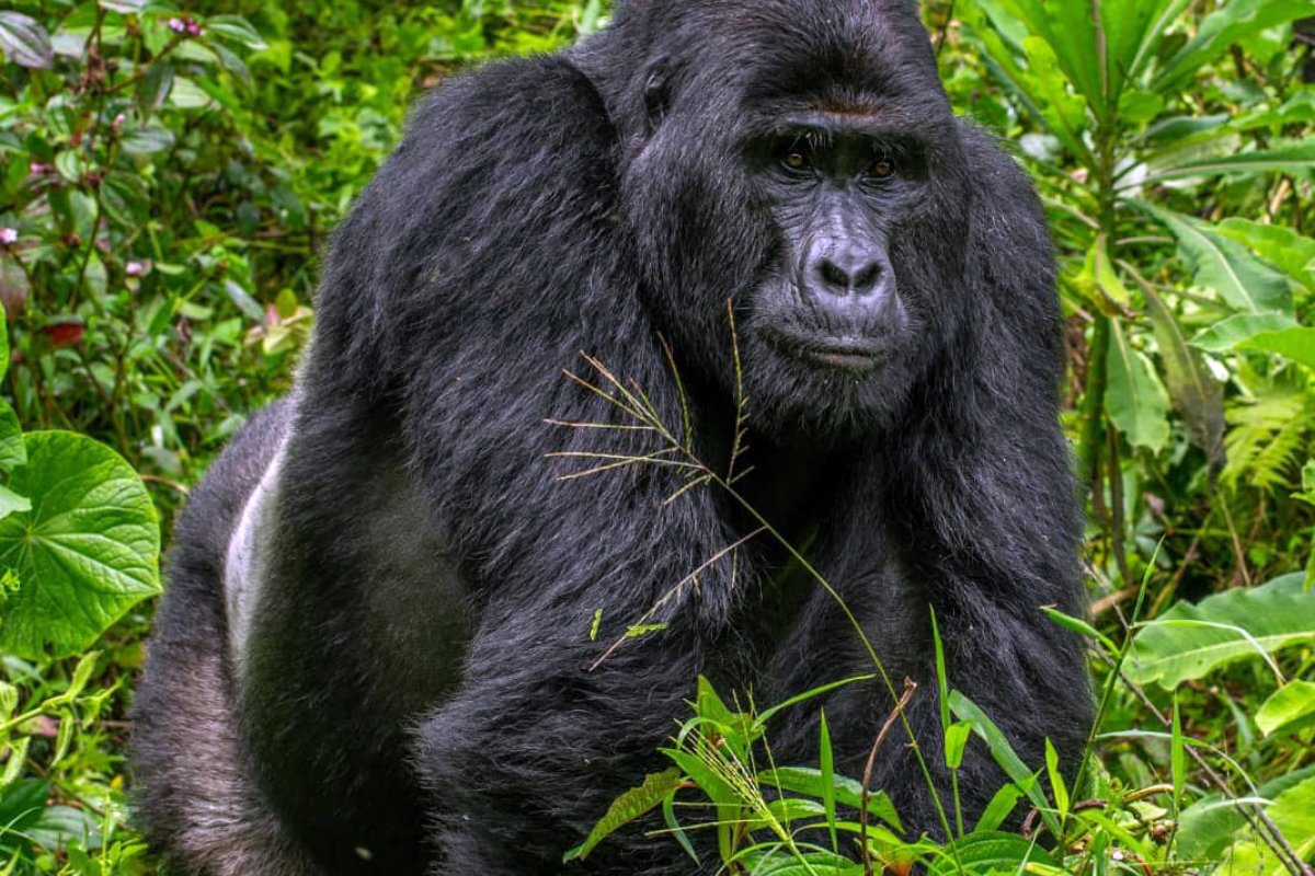 Famoso gorila-das-montanhas de Uganda é morto por caçadores