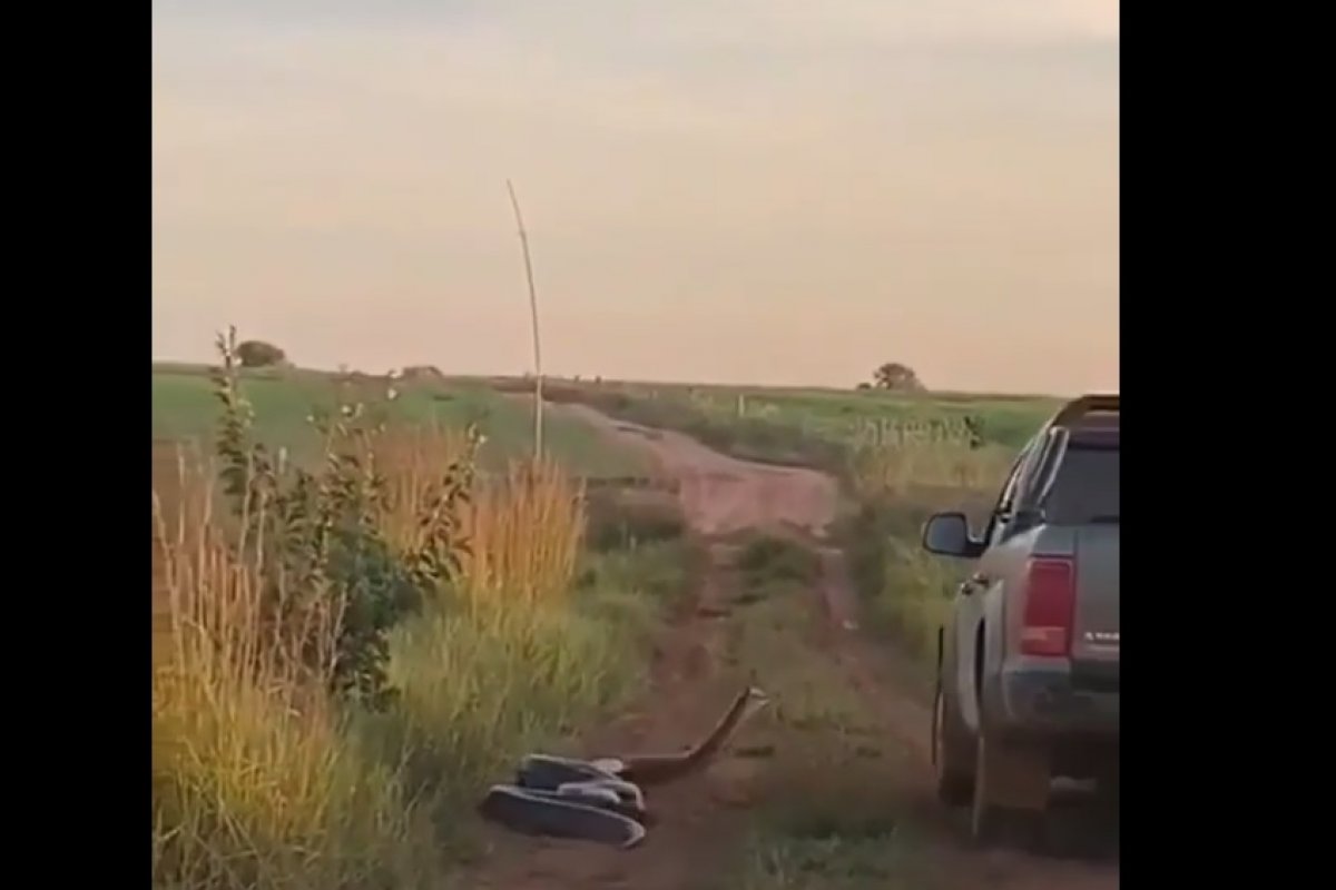 Veja vídeo: cobra tenta dar "bote" em motorista que dirigia com o braço para fora do carro