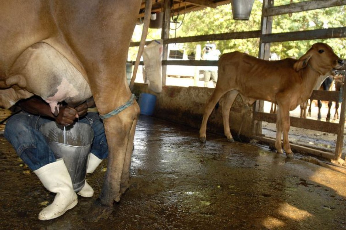 Setor agrícola deseja instalação de fábrica de laticínio no oeste baiano