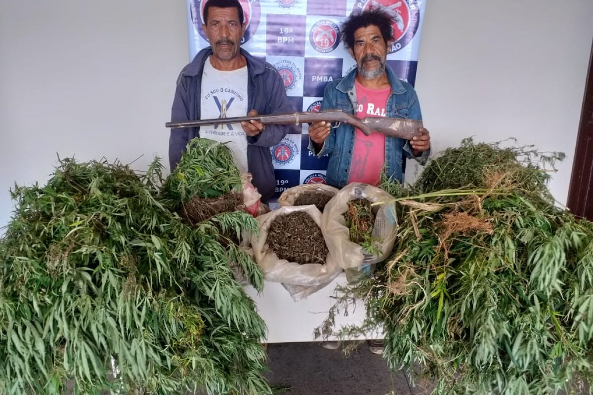 Roça de maconha é encontrada em Jaguaquara 