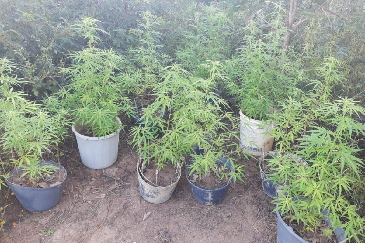 Policiais apreendem plantação de maconha dentro de residência no interior da Bahia