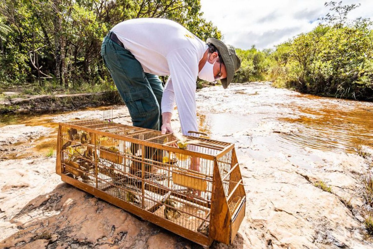 Pássaros vítimas de tráfico são soltos na natureza pelo Ibama