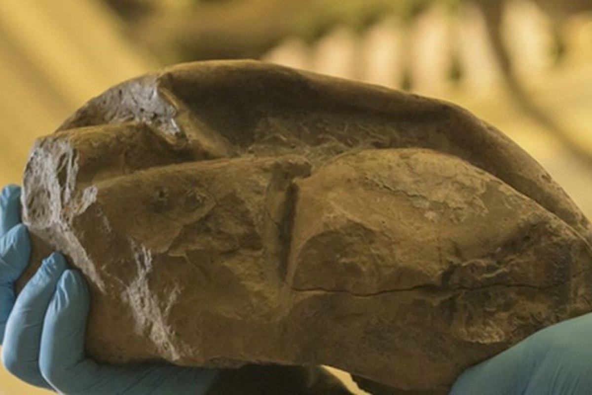 Cientistas comprovam que fóssil encontrado na Antártida é um ovo de réptil gigante