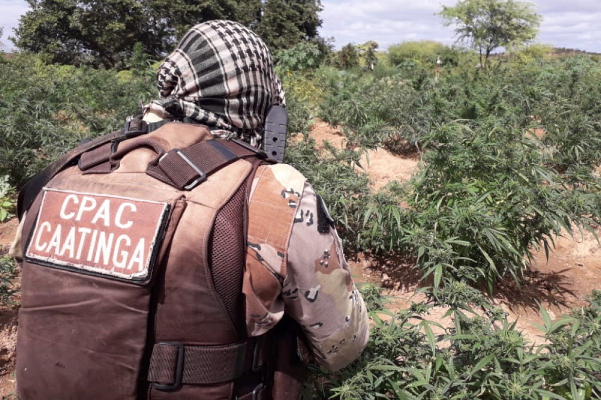 Três mil pés de maconha são apreendidos no norte da Bahia