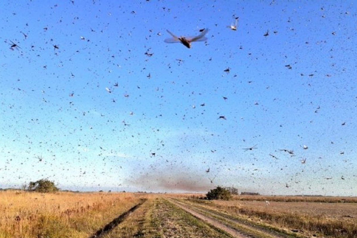Especialistas dizem que gafanhotos devem causar pouco prejuízo ao Brasil