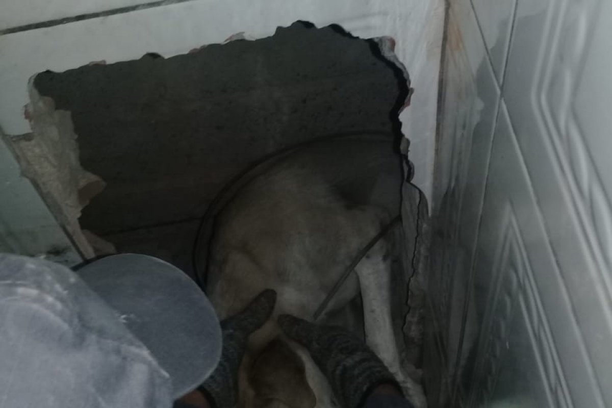 Cão se assusta com fogos de artifício e fica preso entre paredes