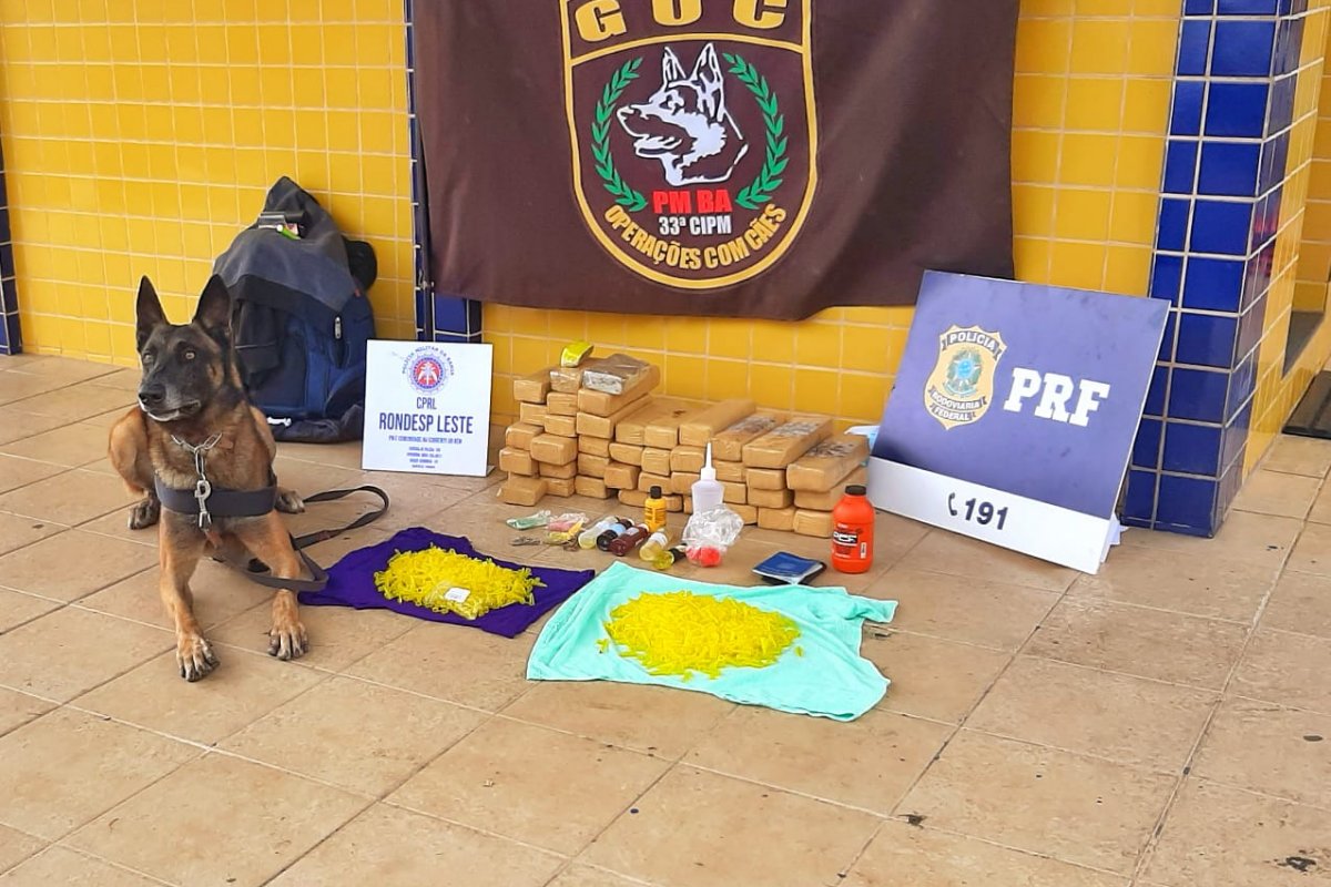 Homem é preso após cães farejadores acharem drogas