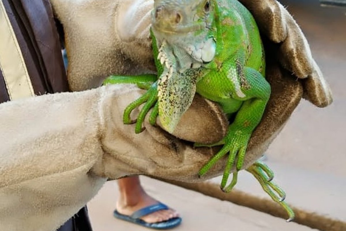 Bombeiros resgatam iguana em imóvel no município de Barreiras, na Bahia