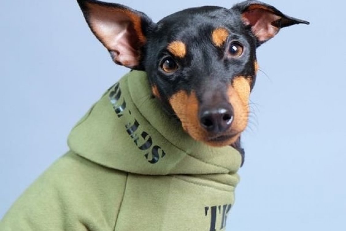 Moda para Cachorro: As roupas para seu dog usar no inverno
