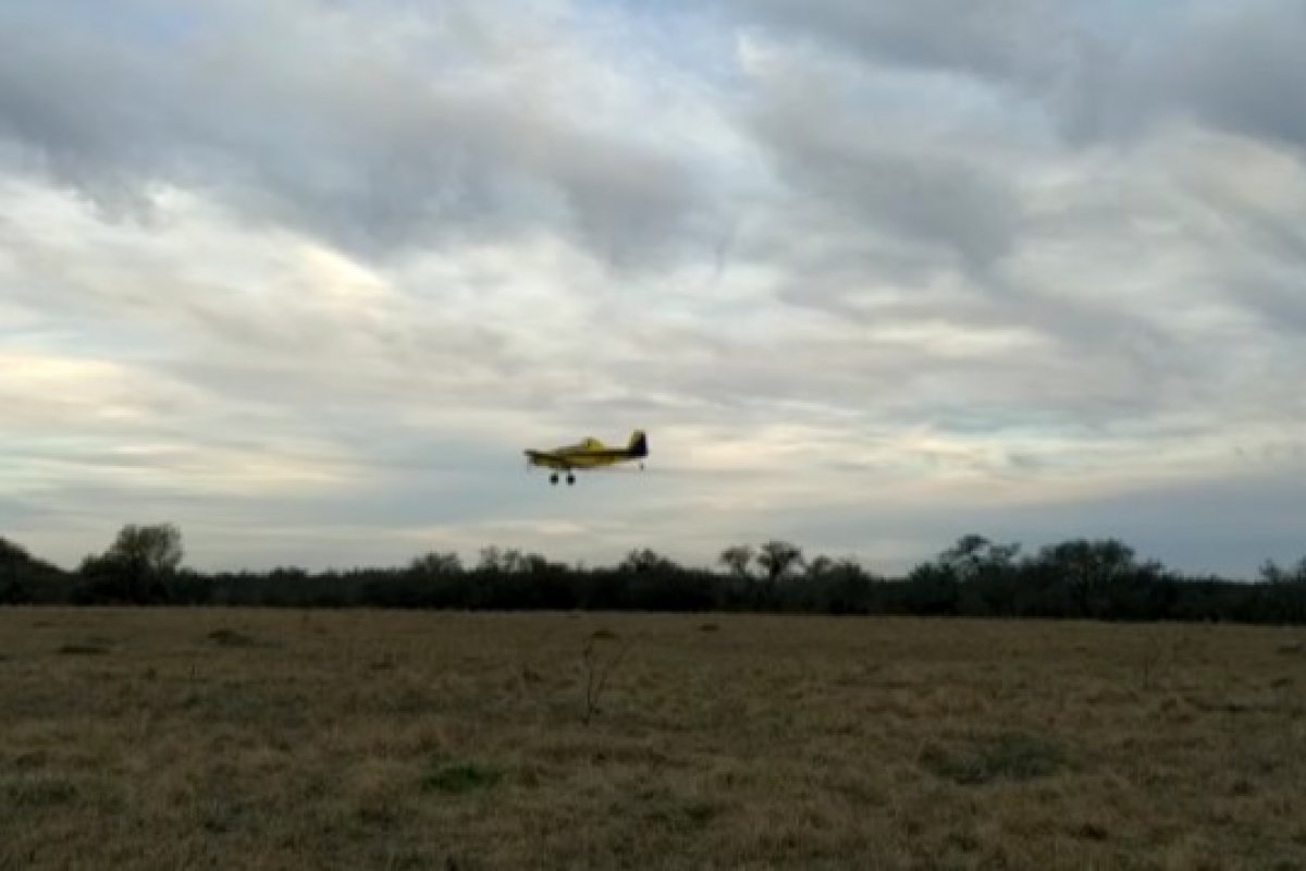 Operação elimina 15% da nuvem de gafanhotos na Argentina