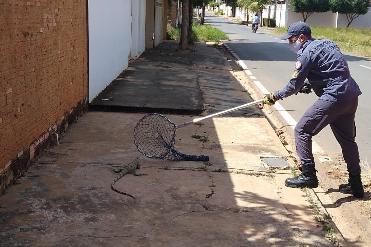 Bombeiros resgatam iguana em calçada na cidade de Barreiras