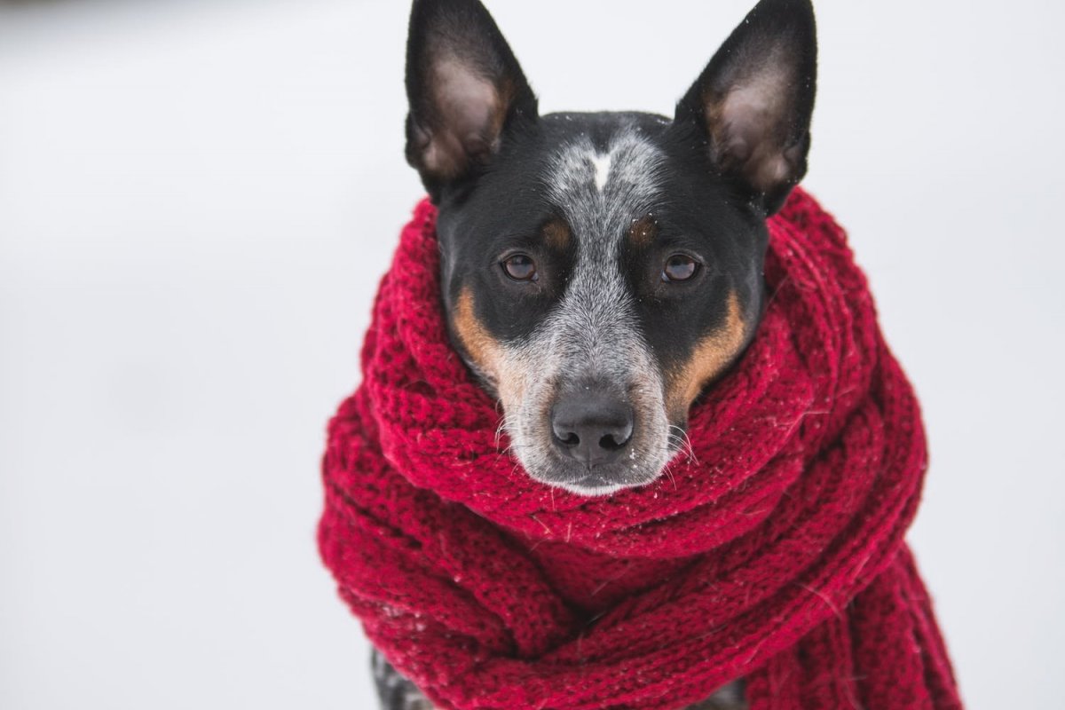 Como cuidar dos pets no inverno?