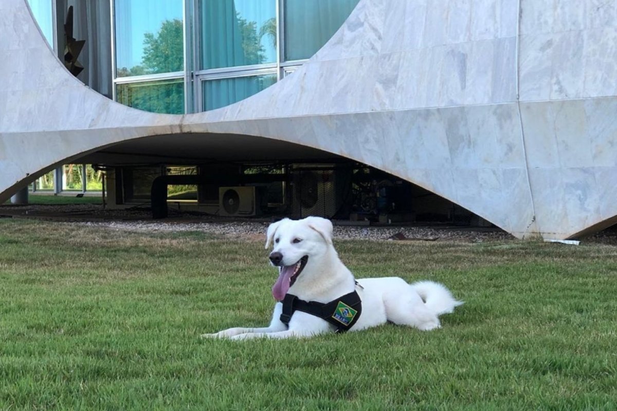 Primeira-dama do Brasil adota cãozinho e o chama de Augusto Bolsonaro