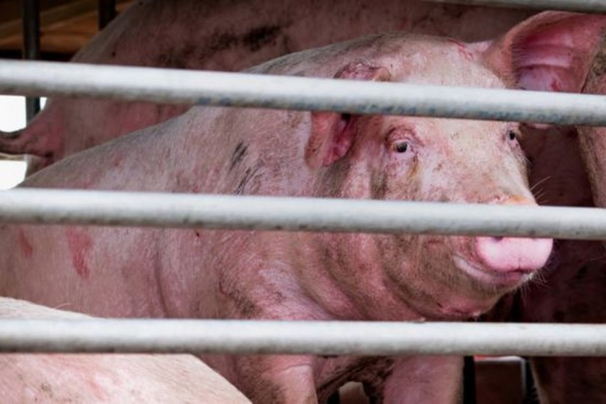 China tem novo vírus da gripe com potencial pandêmico