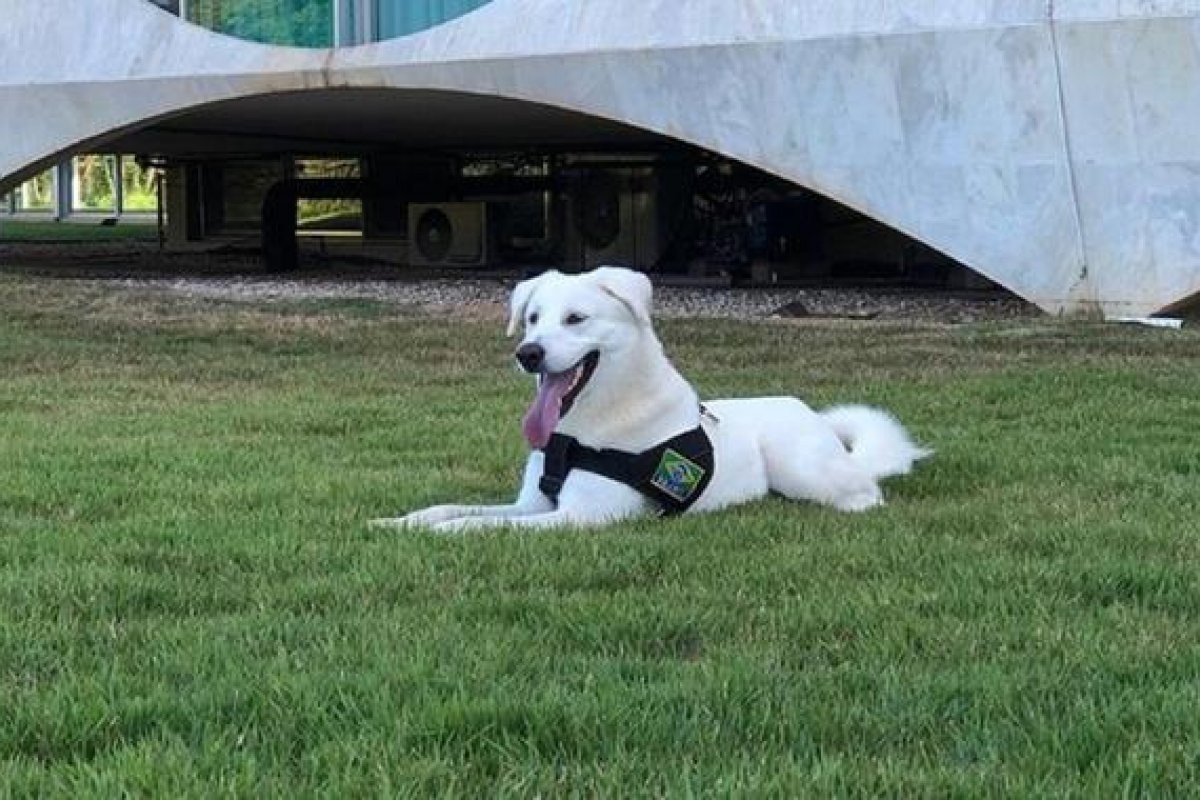 Aparece o dono do cachorro adotado por Michelle Bolsonaro