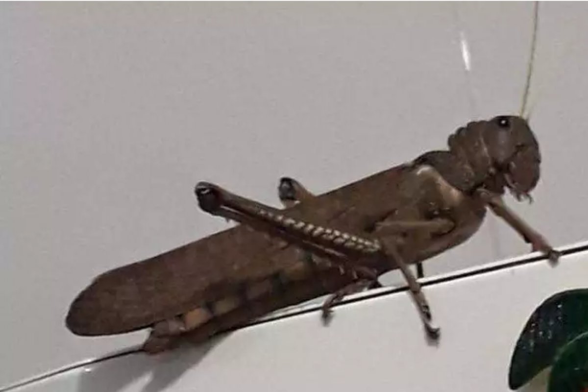 Mulher encontra gafanhoto dentro de casa no Mato Grosso do Sul